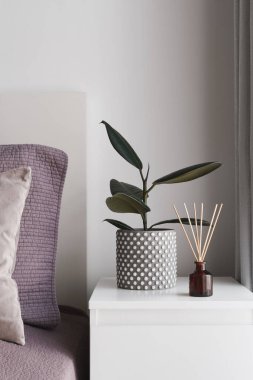 Ficus Elastica, veya kauçuk bitki ve beyaz bir kokulu kokulu kokulu komodinli komodin. Basit ve asgari yatak odası dekorasyonu fikri