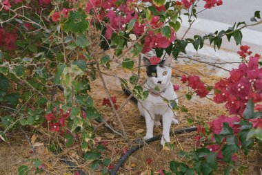 Bougainvillea Çiçekleri arasında GPS izleyicili tasma takan Meraklı Siyah ve Beyaz Kedi