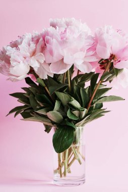 Pastel Pembe Arkaplan 'daki Cam Vazoda Pembe Şakayık Buketi. Minimal Çiçek Durgun Yaşamı