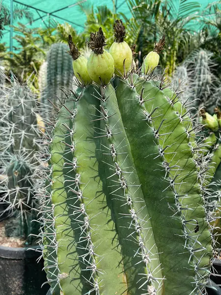 Yeşil Meyveli Uzun Kaktüs ve Bitki Bakımevindeki bir serada Keskin Dikenler