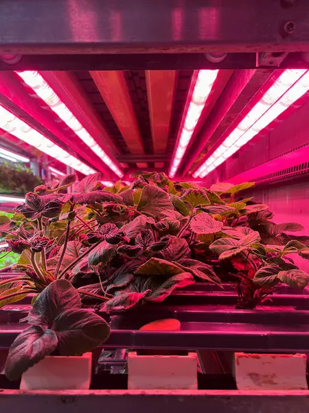 Kırmızı LED ışıkları olan kapalı alanda dikey çiftçilik. Çilek bitkisi olan hidrofonik çiftlik