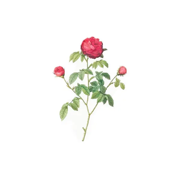 Kusursuz çiçek sanat desenli element tasarımı illüstrasyonu