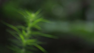 Siyah arka planda çiçek açan bir kenevir bitkisinin yakın çekim videosu.