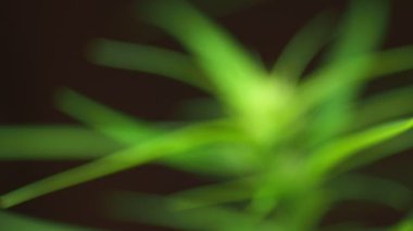 Siyah arka planda çiçek açan bir kenevir bitkisinin yakın çekim videosu.