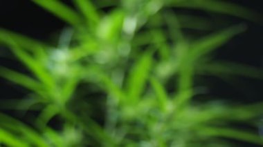 Siyah arka planda çiçek açan bir kenevir bitkisinin yakın çekim videosu.