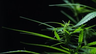 Siyah arka planda çiçek açan bir kenevir bitkisinin yakın çekim videosu.