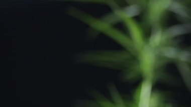 Siyah arka planda çiçek açan bir kenevir bitkisinin yakın çekim videosu.