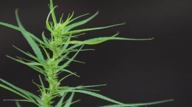 Siyah arka planda çiçek açan bir kenevir bitkisinin yakın çekim videosu.