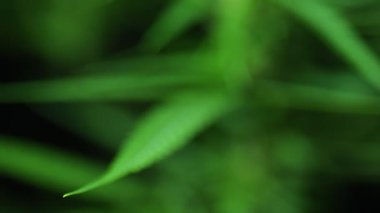 Siyah arka planda çiçek açan bir kenevir bitkisinin yakın çekim videosu.