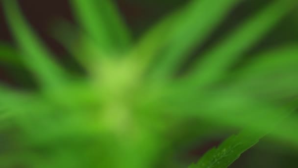 Vidéo Gros Plan Une Plante Cannabis Fleurs Sur Fond Noir — Video