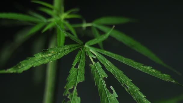 Vídeo Cerca Una Planta Cannabis Con Flores Sobre Fondo Negro — Vídeo de stock