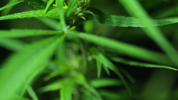 Nahaufnahme Einer Blühenden Cannabispflanze Auf Schwarzem Hintergrund — Stockvideo