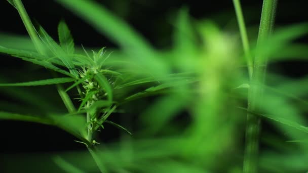 Närbild Video Blommande Cannabisväxt Svart Bakgrund — Stockvideo