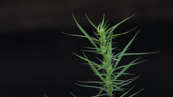 Nahaufnahme Einer Blühenden Cannabispflanze Auf Schwarzem Hintergrund — Stockvideo