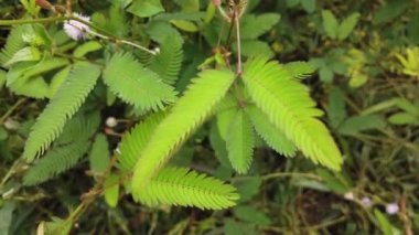 Kadın eli değen el savunma bitkileri