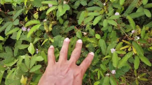 女性の手で植物を護り — ストック動画