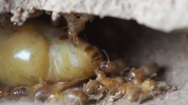 İşçilik yapan termitlerin ve termitlerin kraliçesi. Büyük termit anneleri termit nüfusunu arttırmak için yumurtlamaktan sorumludur..