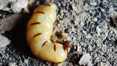 İşçilik yapan termitlerin ve termitlerin kraliçesi. Büyük termit anneleri termit nüfusunu arttırmak için yumurtlamaktan sorumludur..