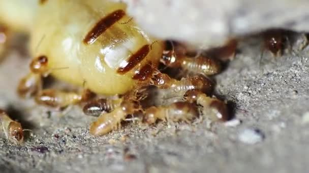 Reine Des Termites Des Termites Qui Exercent Des Fonctions Travail — Video