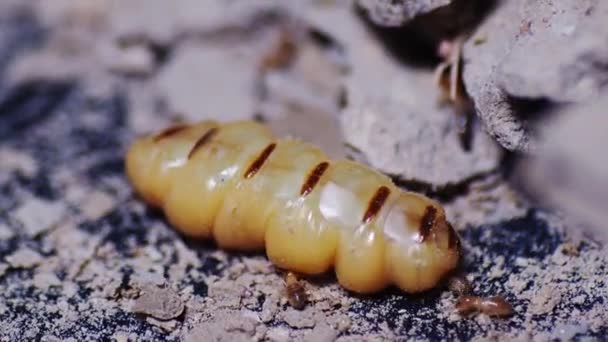 Queen Termites Termites Who Perform Labor Duties Large Termite Mothers — Stock Video