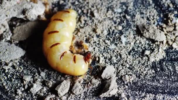 흰개미와 흰개미의 여왕이다 흰개미 체수를 늘리기 흰개미 가알을 — 비디오