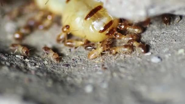 Die Königin Der Termiten Und Termiten Die Arbeitspflichten Erfüllen Große — Stockvideo