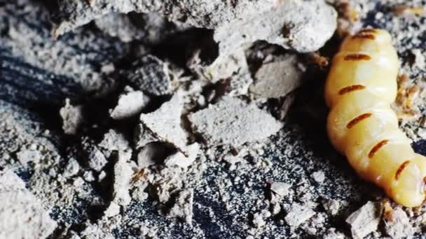 Drottningen Termiter Och Termiter Som Utför Arbete Stora Termitmödrar Ansvariga — Stockvideo