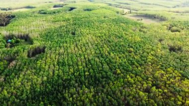 Tayland 'da kauçuk ağaçlarının yaprakları yazın çok güzel renklerde olur. Kauçuk tarlaları yaprakların değiştiği yerde..