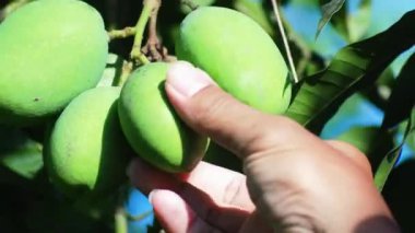 Hasattan önce mango meyvesi. Çiftçi hasattan önce mangoları inceliyor.