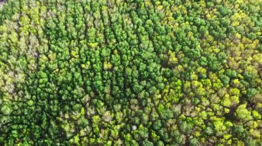 Tayland 'da kauçuk ağaçlarının yaprakları yazın çok güzel renklerde olur. Kauçuk tarlaları yaprakların değiştiği yerde..