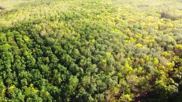 Las Hojas Árbol Goma Tailandia Con Hermosos Colores Verano Plantaciones — Vídeo de stock