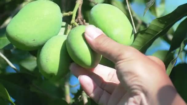 Fruta Del Mango Antes Cosecha Agricultor Inspeccionando Mangos Antes Cosecha — Vídeo de stock