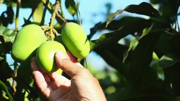 Fruta Del Mango Antes Cosecha Agricultor Inspeccionando Mangos Antes Cosecha — Vídeo de stock