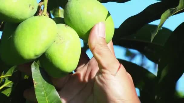 Mango Fruit Harvest Farmer Inspecting Mangos Harvesting — Stock Video