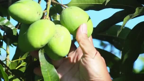Mango Fruit Harvest Farmer Inspecting Mangos Harvesting — Stock Video