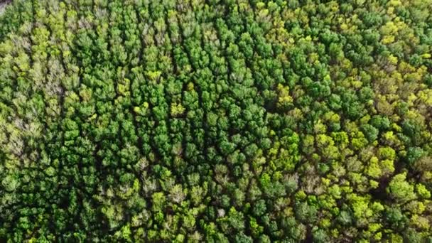 Liście Drzew Gumowych Tajlandii Pięknymi Kolorami Lecie Działki Plantacji Gumy — Wideo stockowe