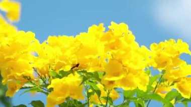 Doğa arka planı için yaz sarı çiçekleri