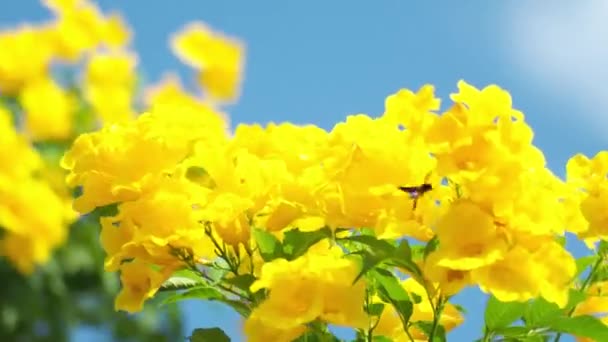 Lato Żółte Kwiaty Tle Natury — Wideo stockowe