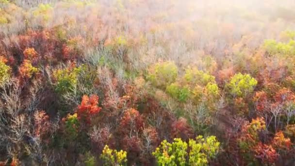 在泰国的一个橡胶树的叶子在夏天有美丽的颜色 树叶变化的橡胶园地块 — 图库视频影像