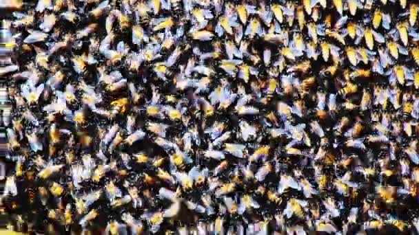 Stor Honungskammare Cementväggen Många Bin Bygger Stor Kupa Begreppet Insektsvärld — Stockvideo