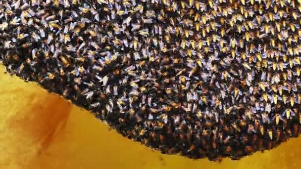 Egy Nagy Mézes Fésű Cementfalon Sok Méh Épít Egy Nagy — Stock videók