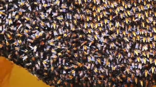 Eine Große Wabe Der Zementwand Viele Bienen Bauen Gerade Einen — Stockvideo