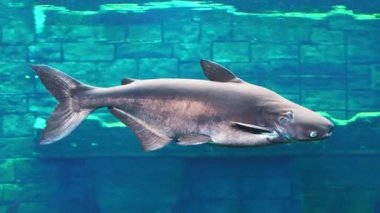 Akvaryumda cam bir akvaryumda balık 