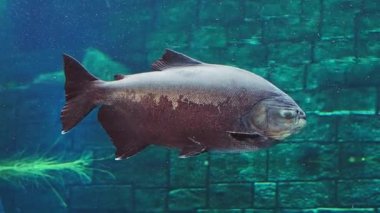Akvaryumdaki güzel balıklar.