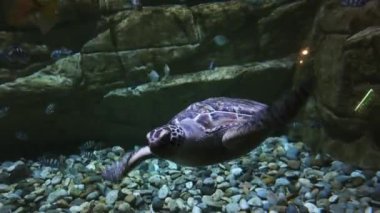Akvaryumdaki güzel balık ve kaplumbağa.