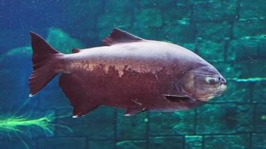 Akvaryumdaki güzel balıklar.