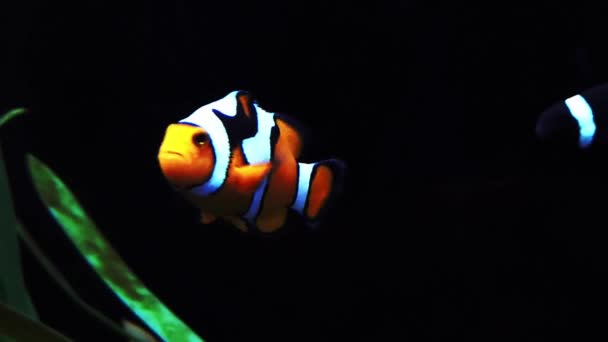 Fisk Glastank Vid Akvariet — Stockvideo