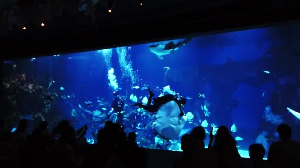 Туристы Ищут Дайвера Плавающего Аквариуме — стоковое видео