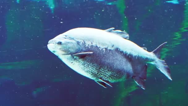 Mooie Vissen Het Aquarium — Stockvideo