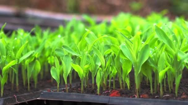 Geniş Bir Alana Ekilmeden Önce Tarlada Haftalık Mısır Bitkileri Yiyecek — Stok video